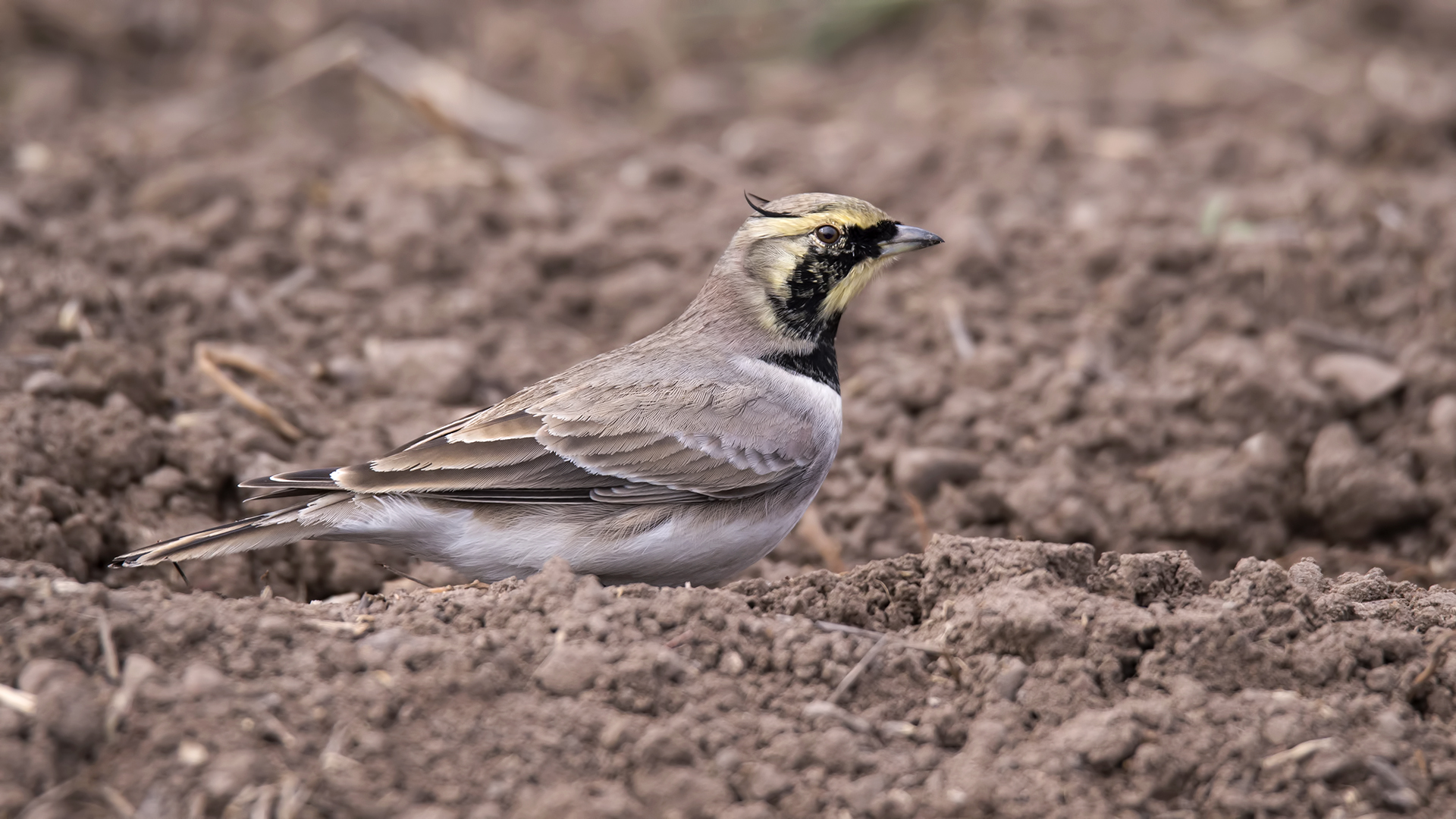 Kulaklı toygar » Horned Lark » Eremophila alpestris