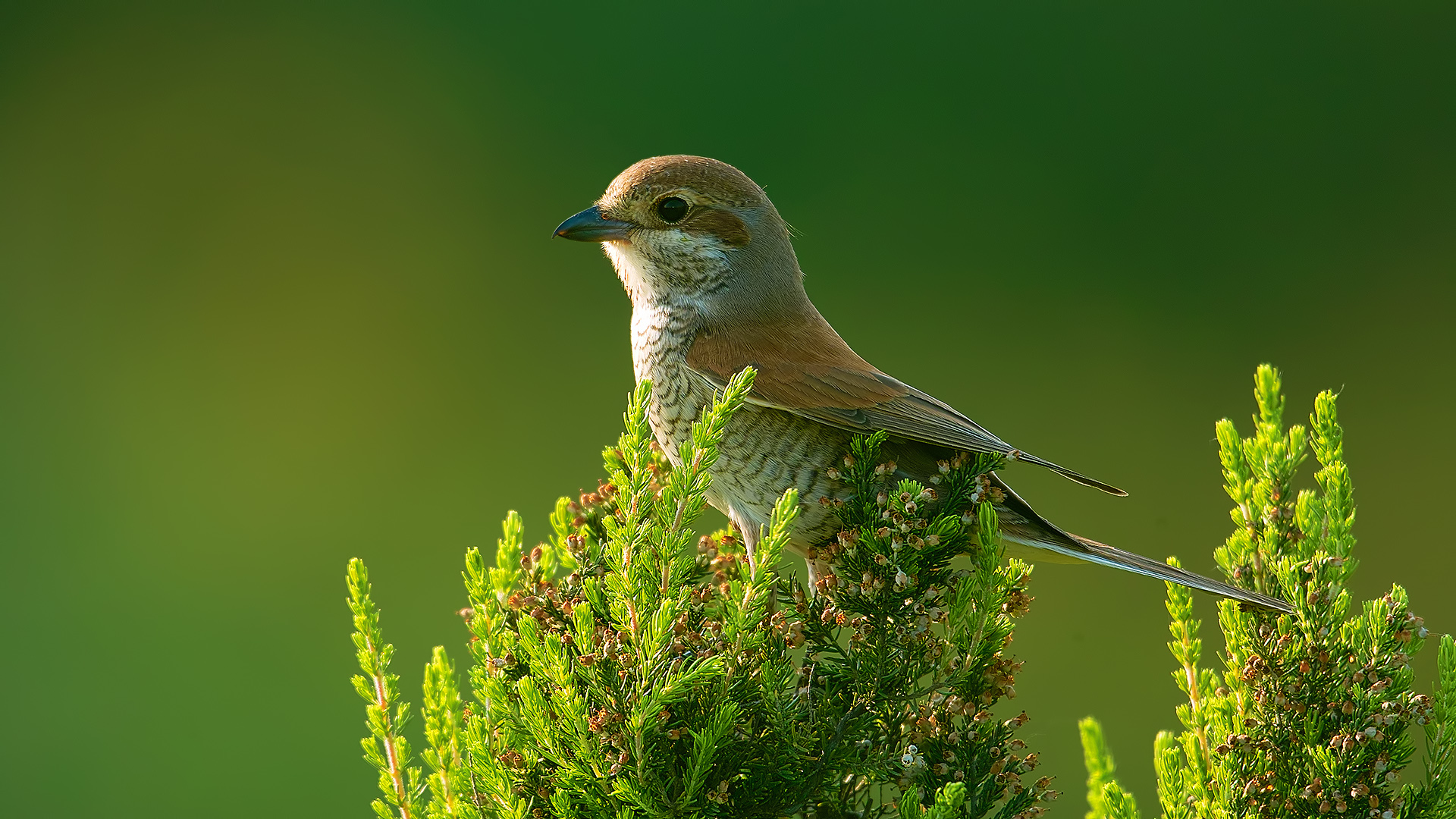 Kızılsırtlı örümcekkuşu