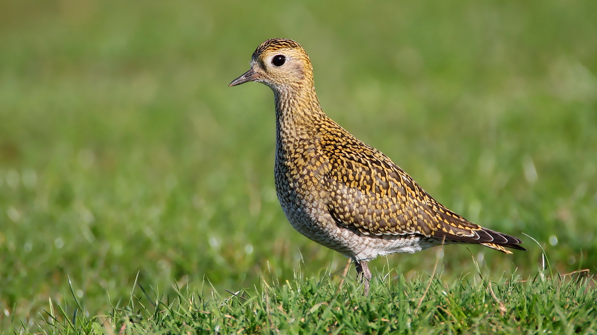 Altın yağmurcun » European Golden Plover » Pluvialis apricaria