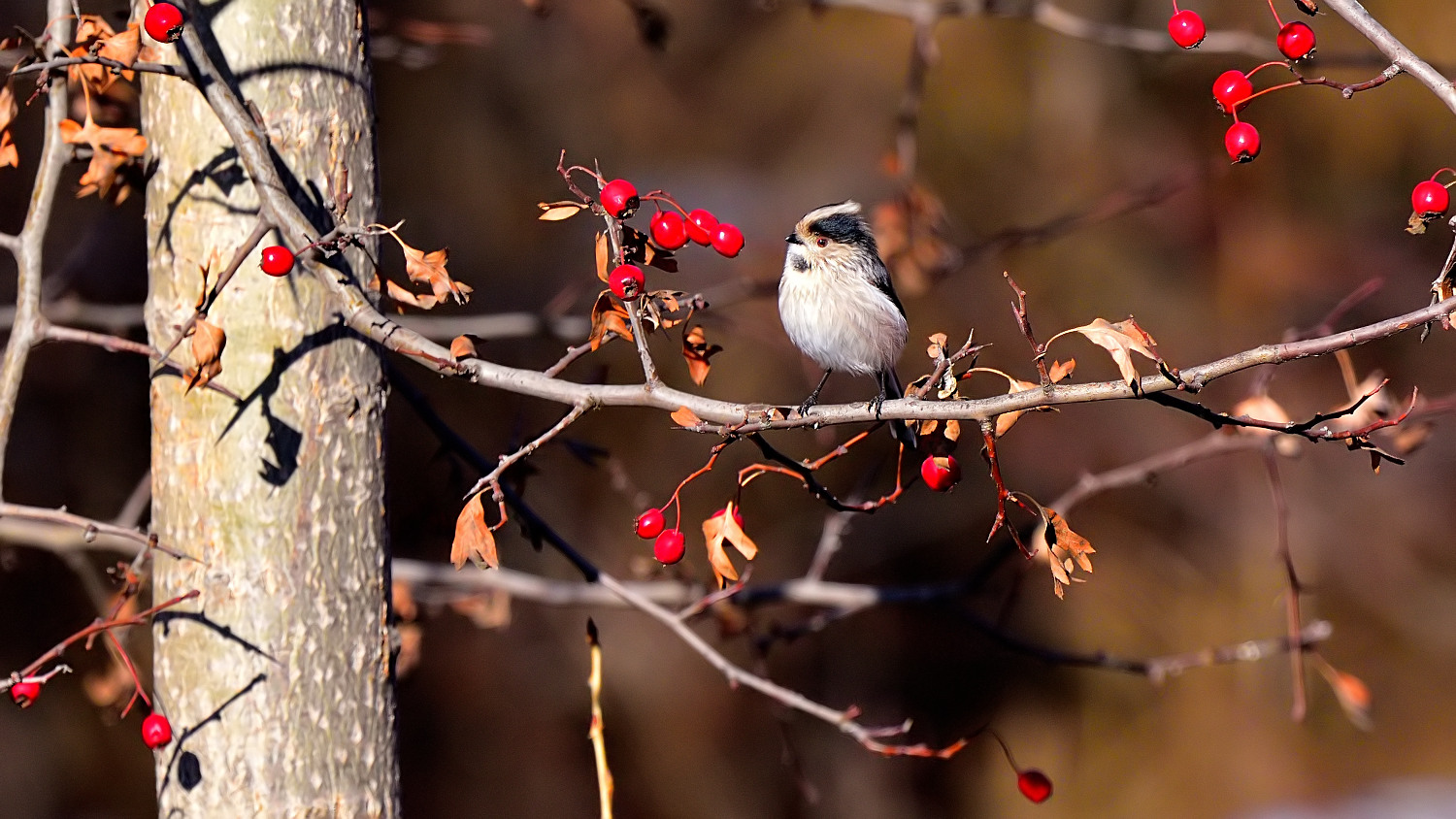 Uzunkuyruklu baştankara