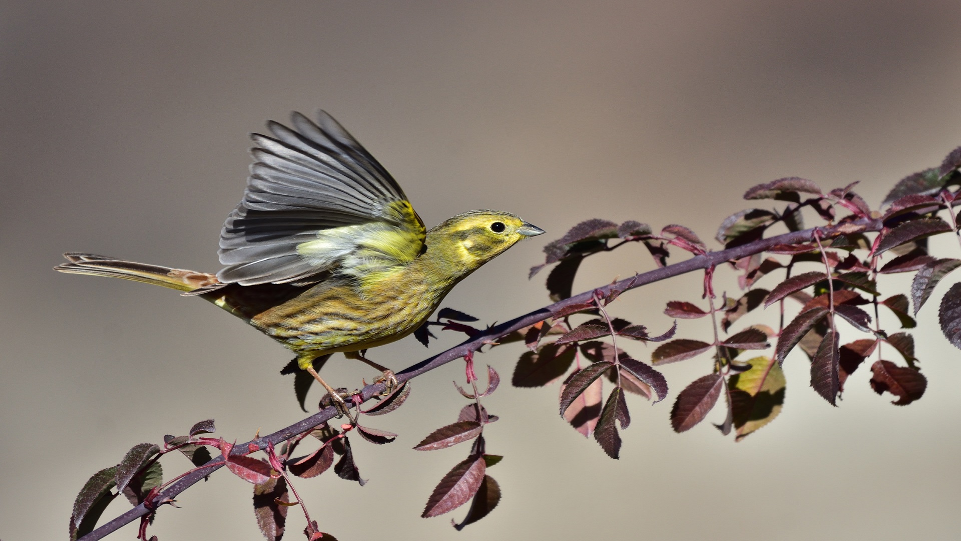 Sarı kirazkuşu » Yellowhammer » Emberiza citrinella