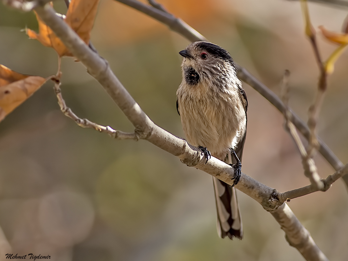 Uzunkuyruklu baştankara