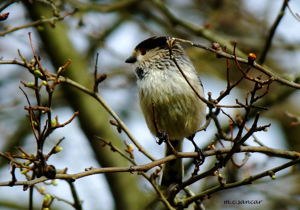 Uzunkuyruklu baştankara