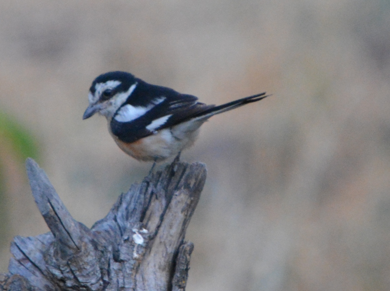 Maskeli örümcekkuşu