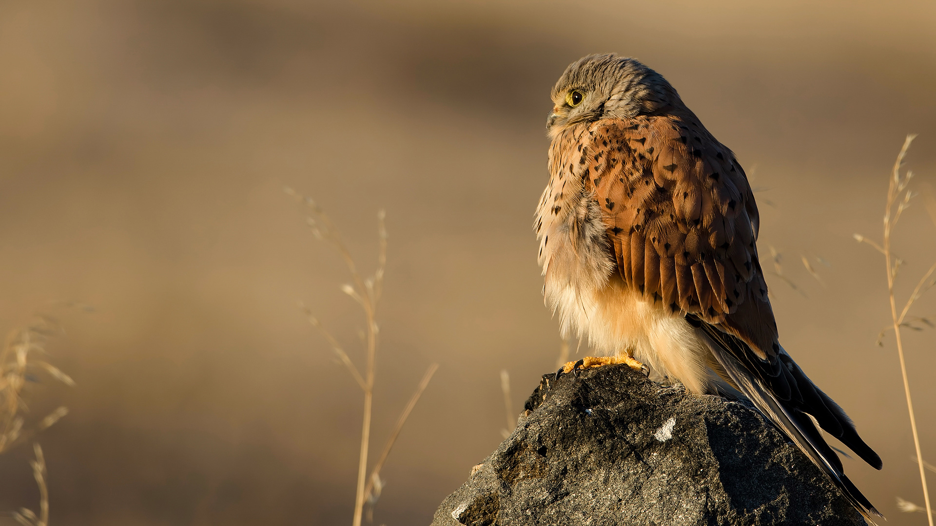 Kerkenez » Common Kestrel » Falco tinnunculus