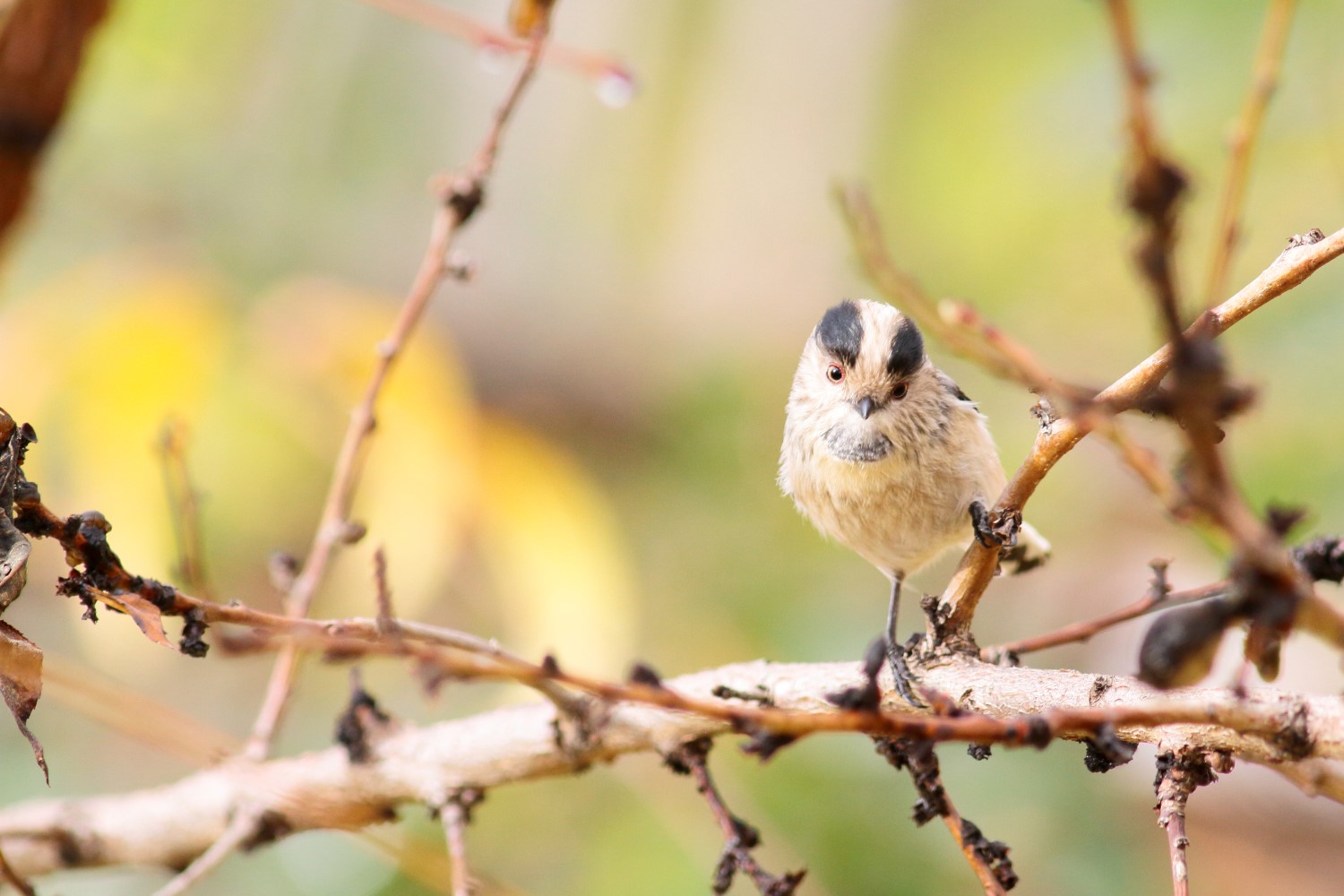 Uzunkuyruklu baştankara