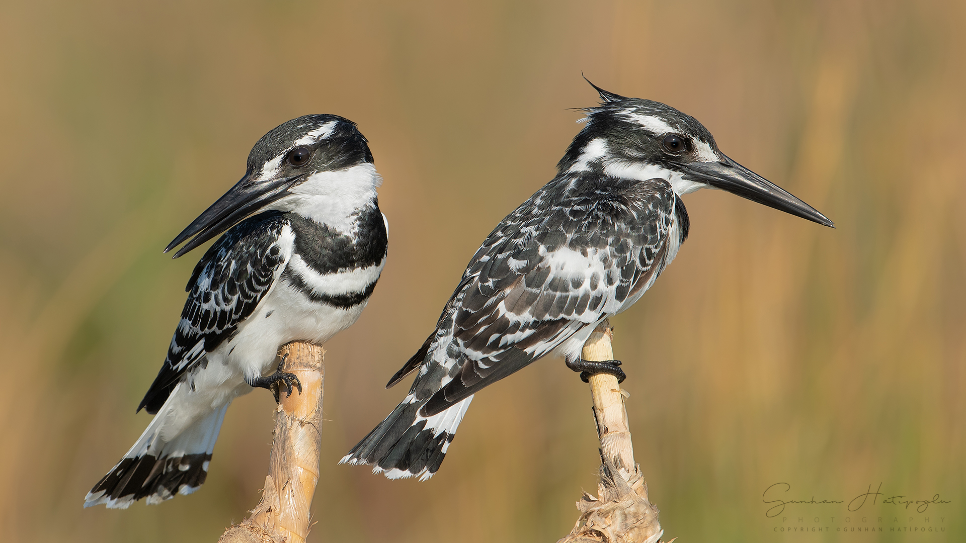 Alaca yalıçapkını
