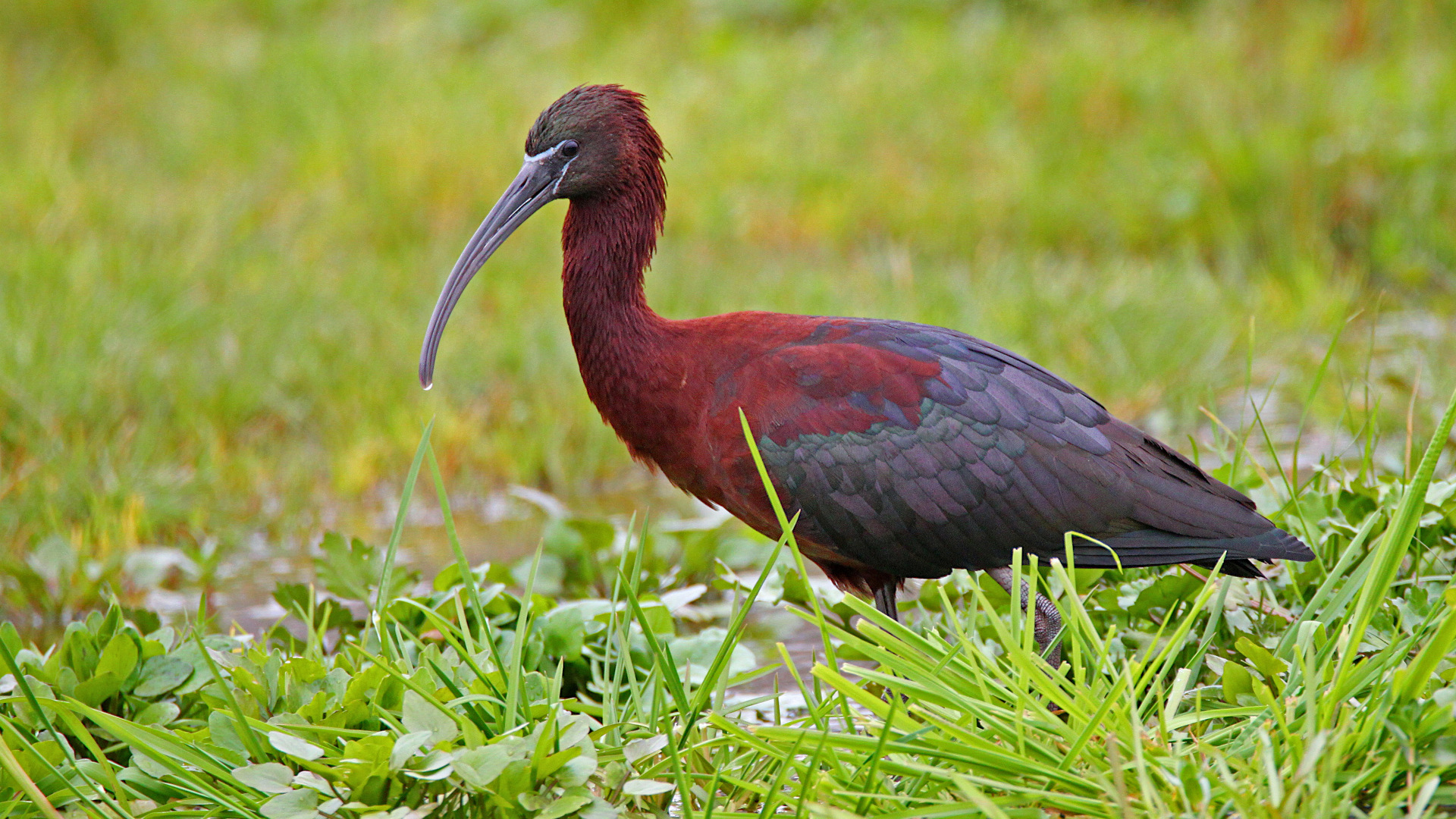 Çeltikçi » Glossy Ibis » Plegadis falcinellus