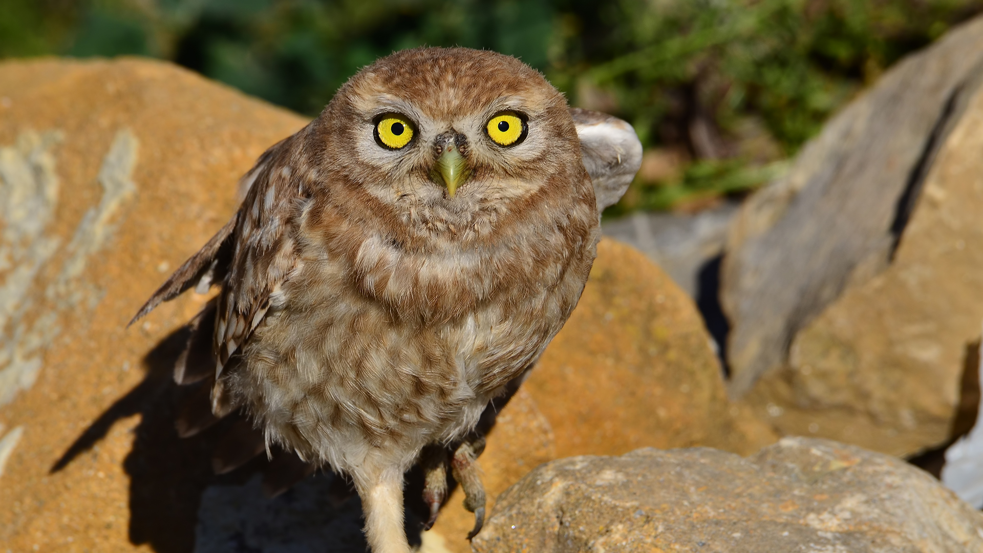 Kukumav » Little Owl » Athene noctua