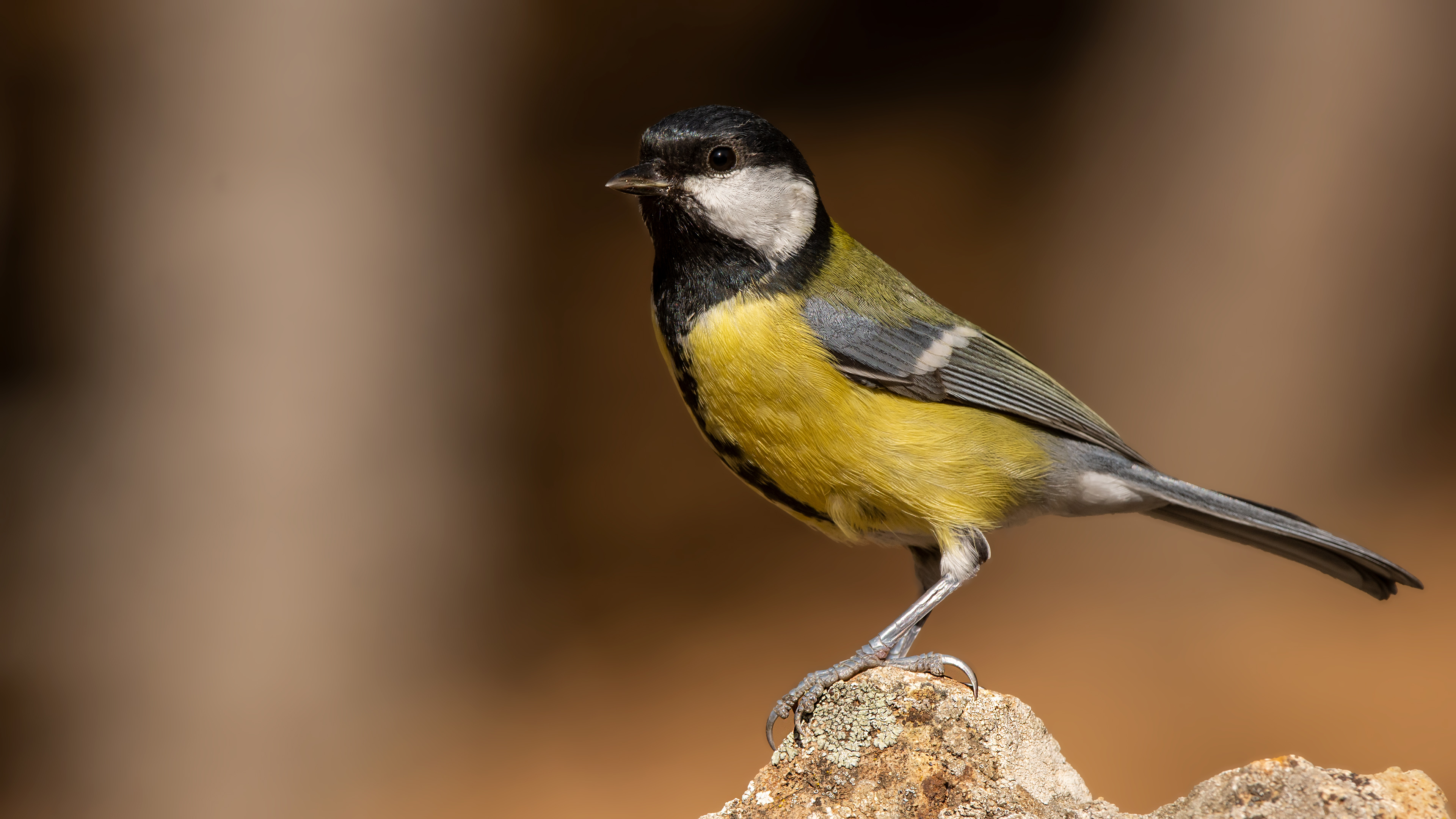 Büyük baştankara » Great Tit » Parus major