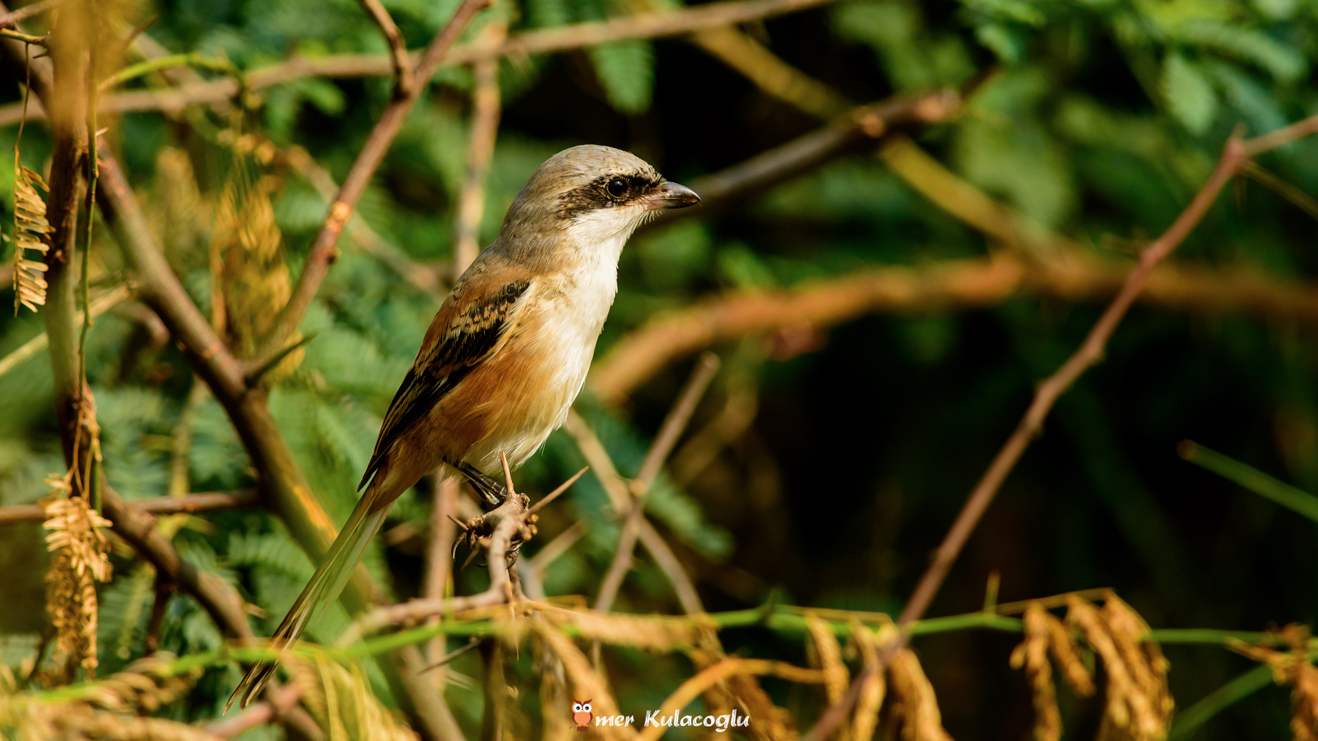Uzunkuyruklu örümcekkuşu