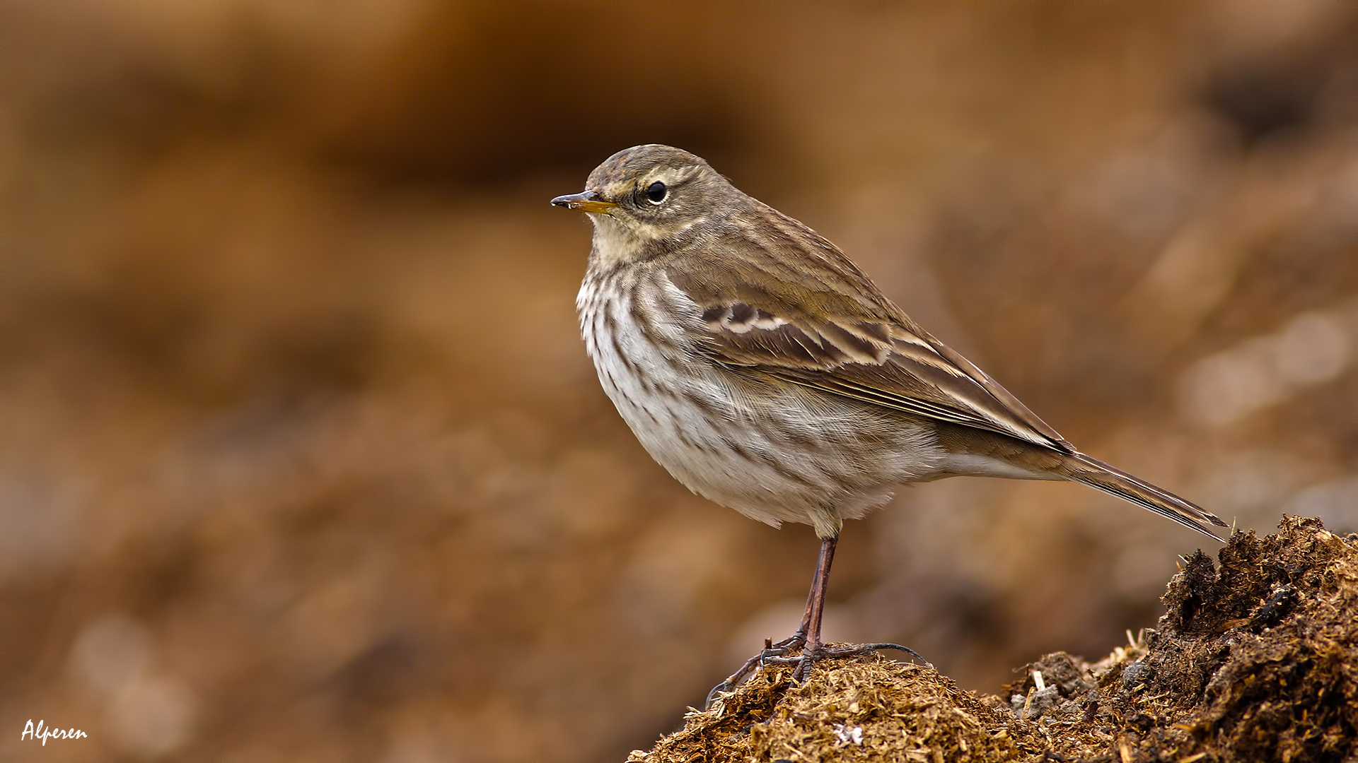 Dağ incirkuşu » Water Pipit » Anthus spinoletta