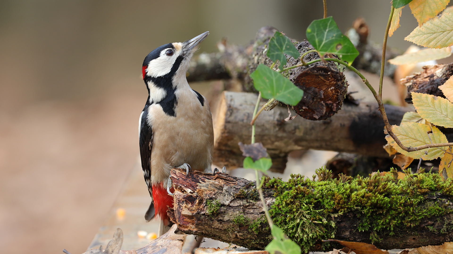 Orman alaca ağaçkakanı » Great Spotted Woodpecker » Dendrocopos major