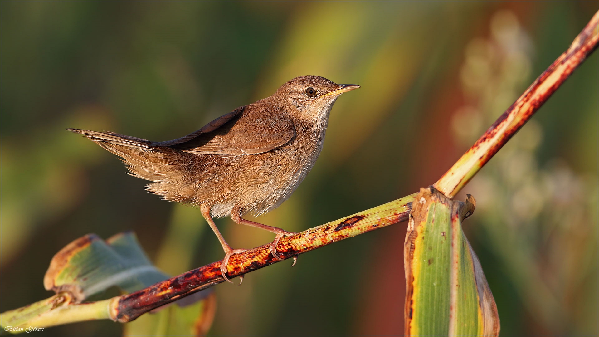 Bataklık kamışçını