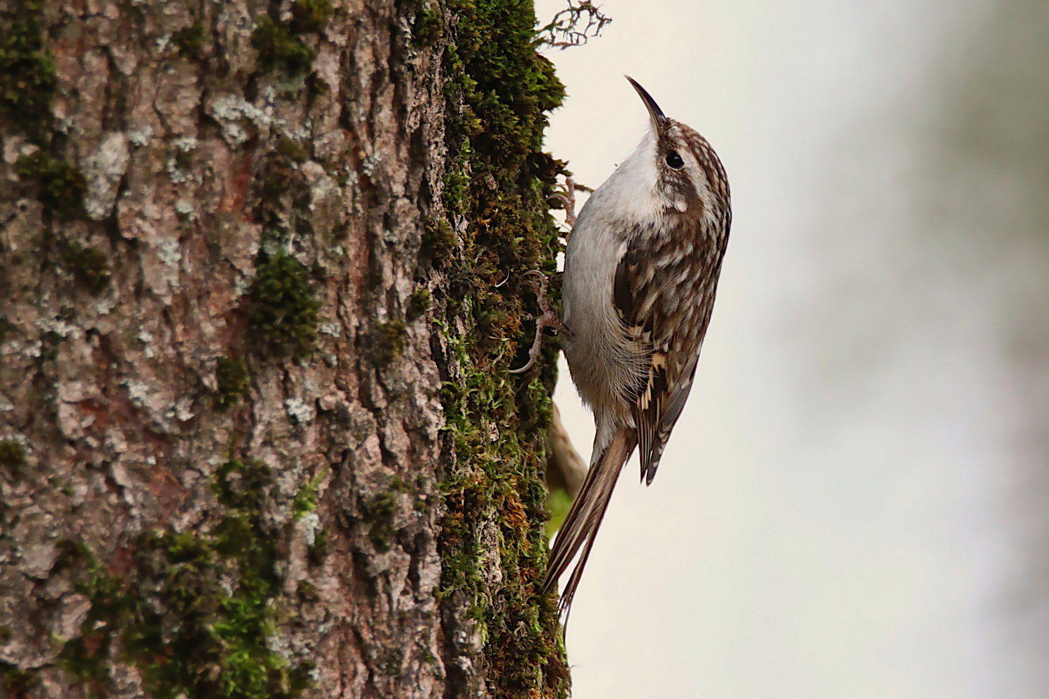 Bahçe tırmaşıkkuşu