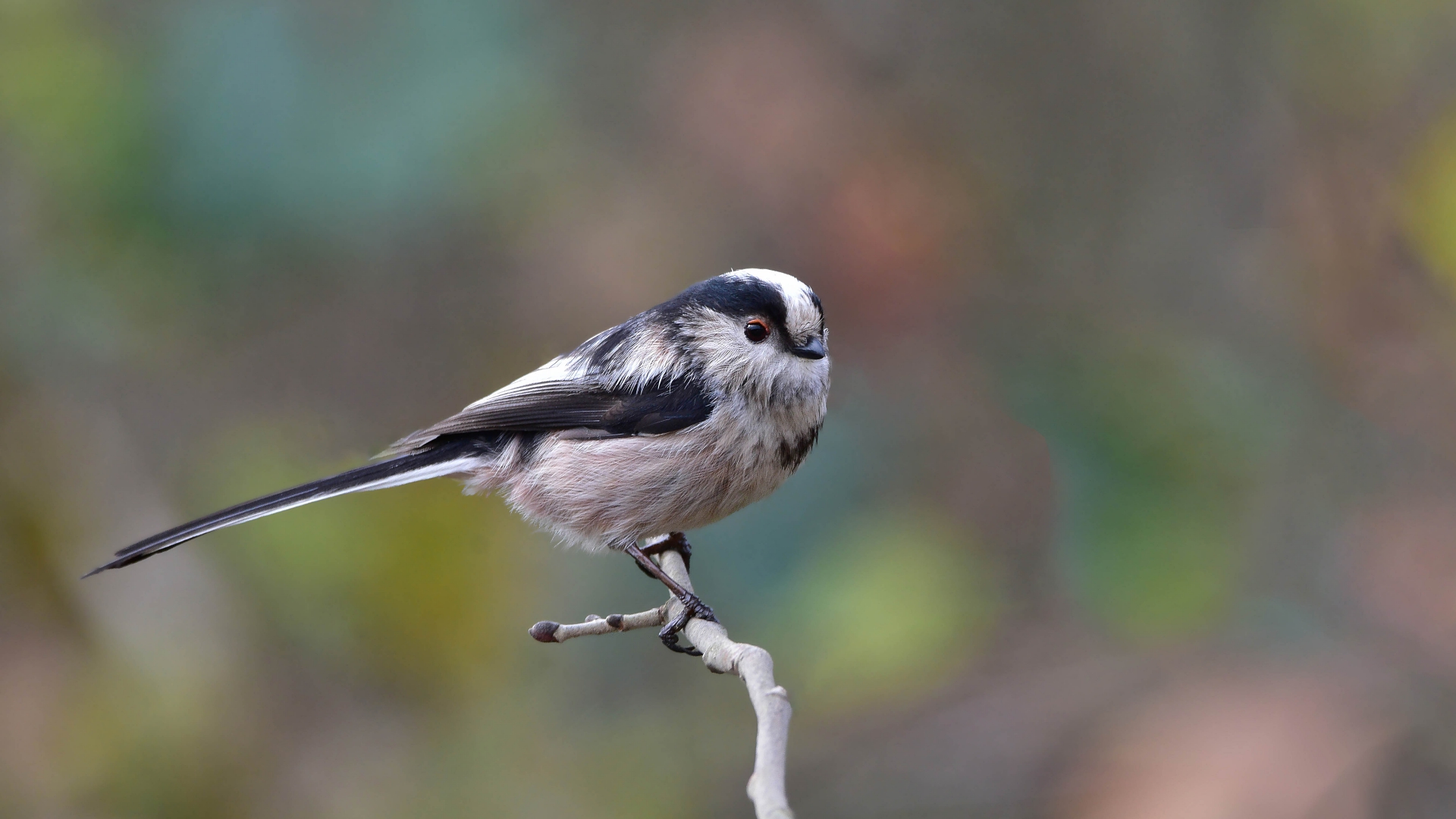 Uzunkuyruklu baştankara » Long-tailed Tit » Aegithalos caudatus