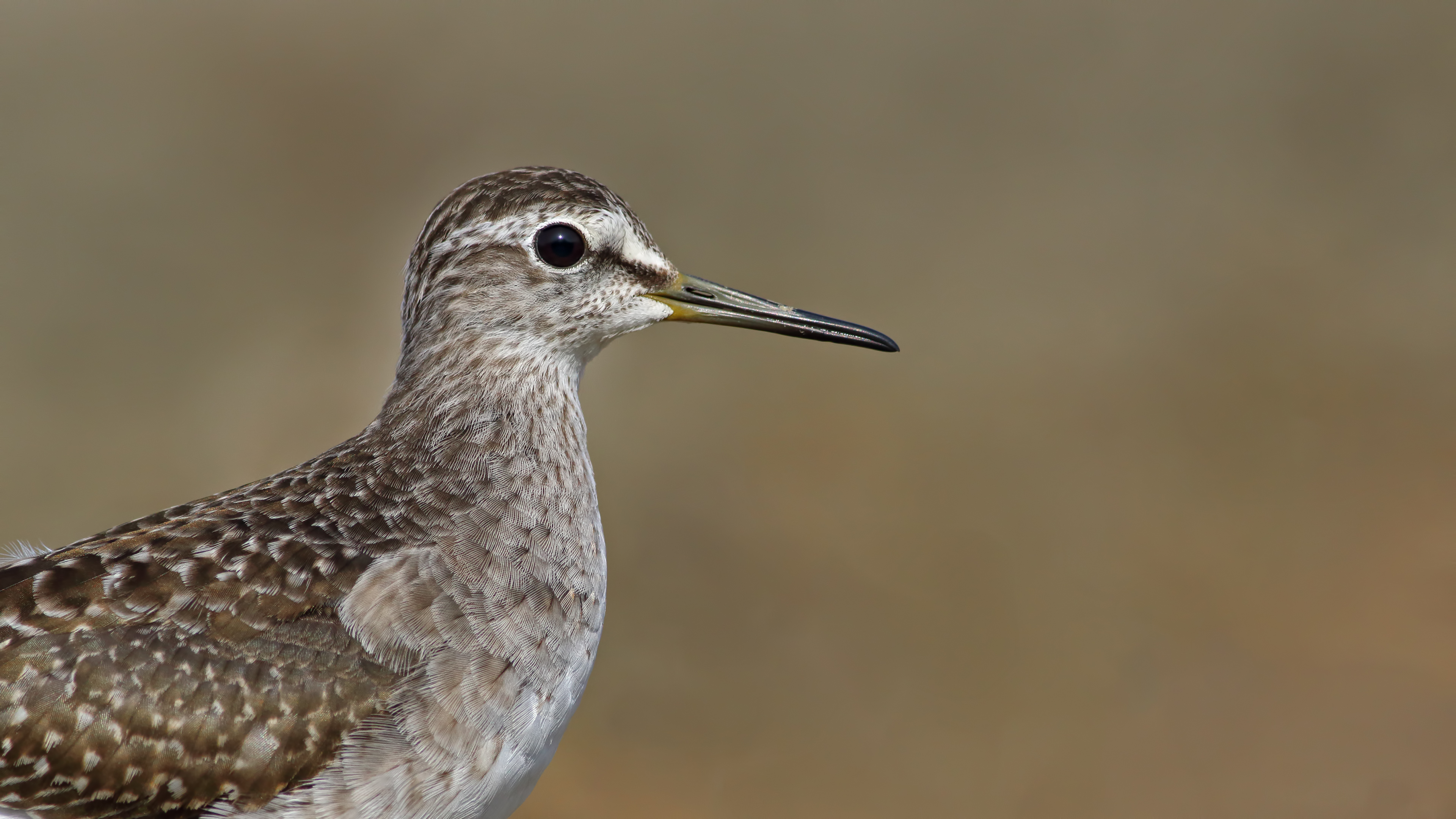 Orman düdükçünü