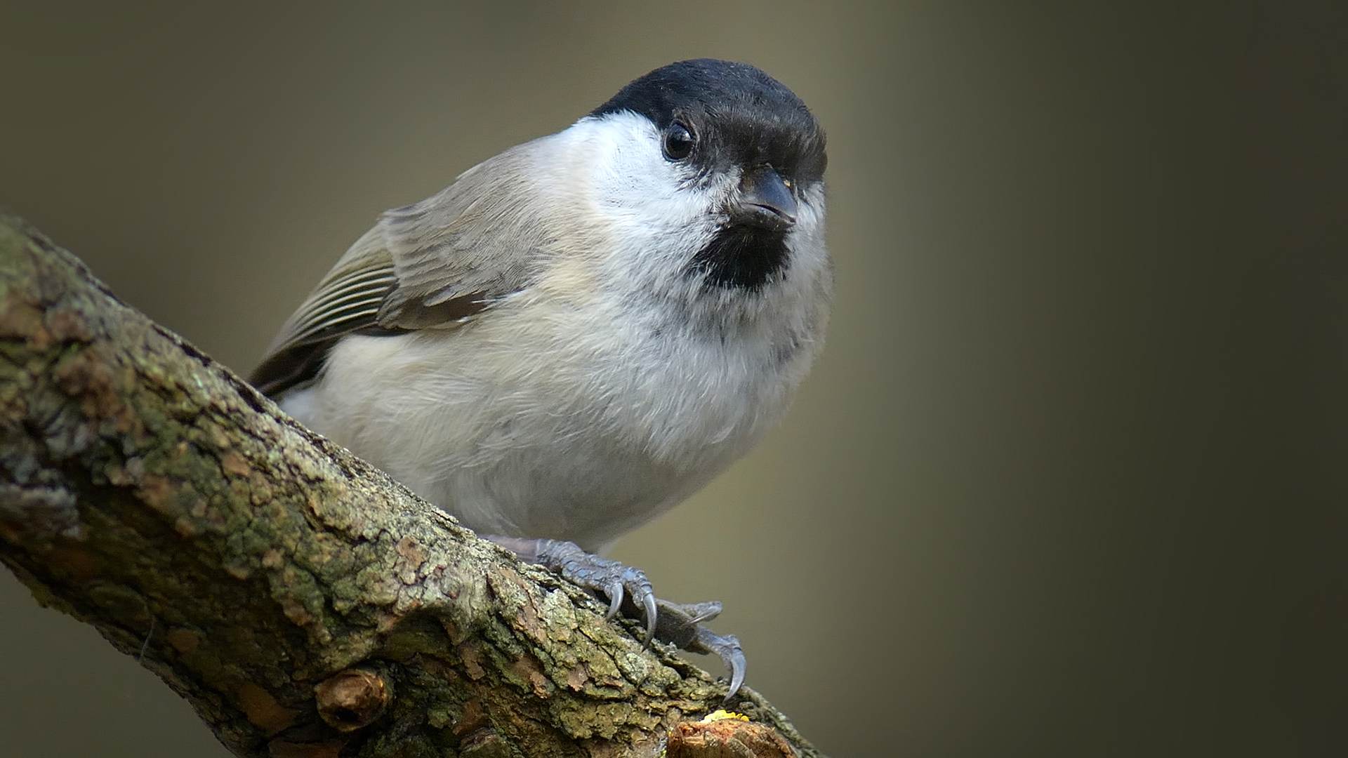 Kayın baştankarası
