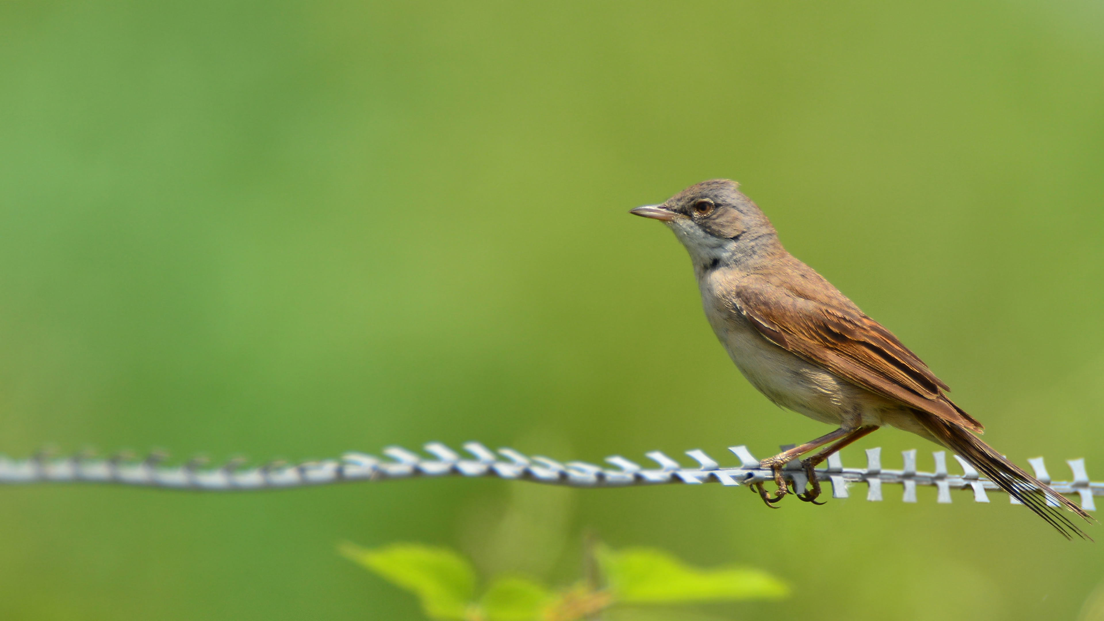 Akgerdanlı ötleğen