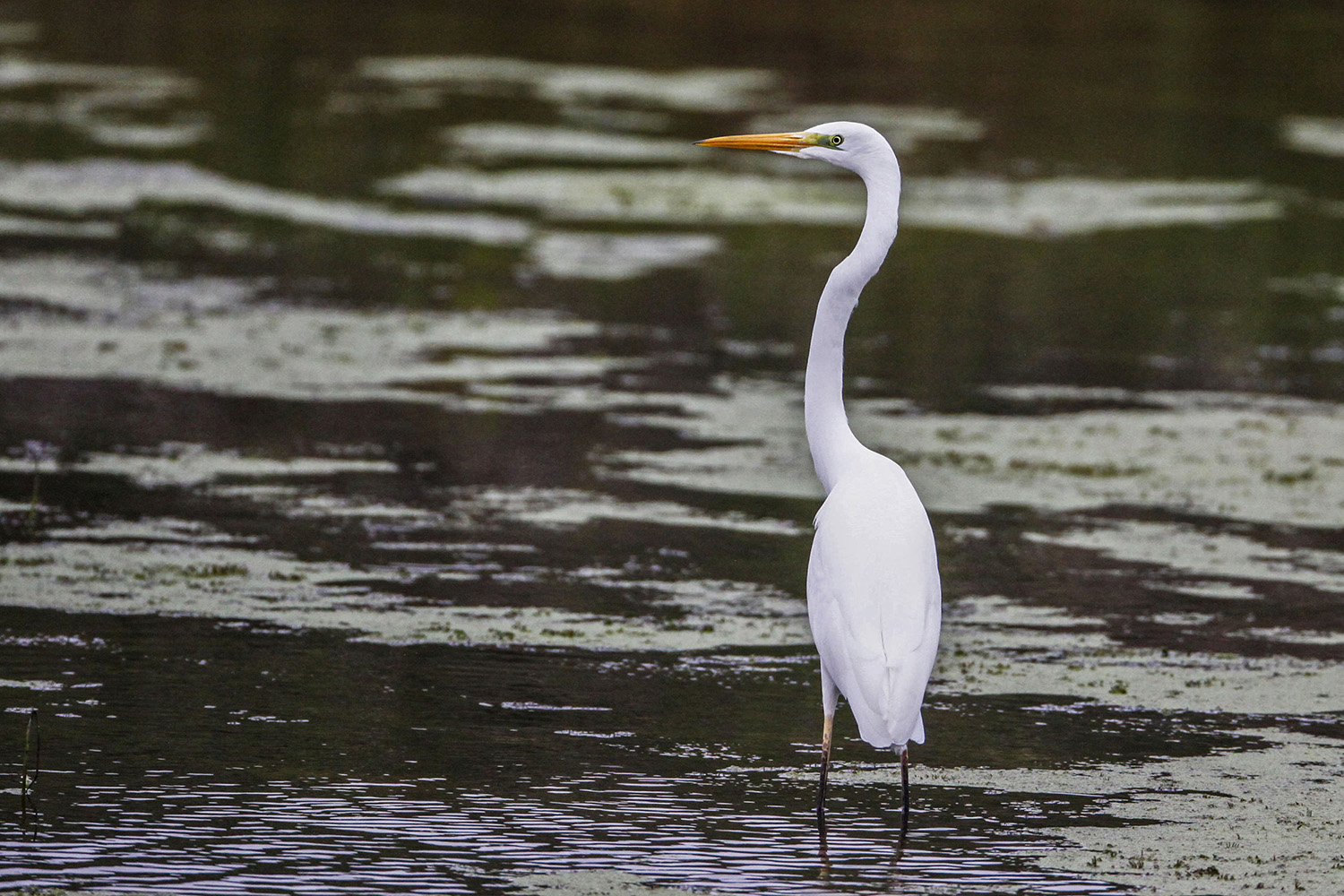 Büyük ak balıkçıl
