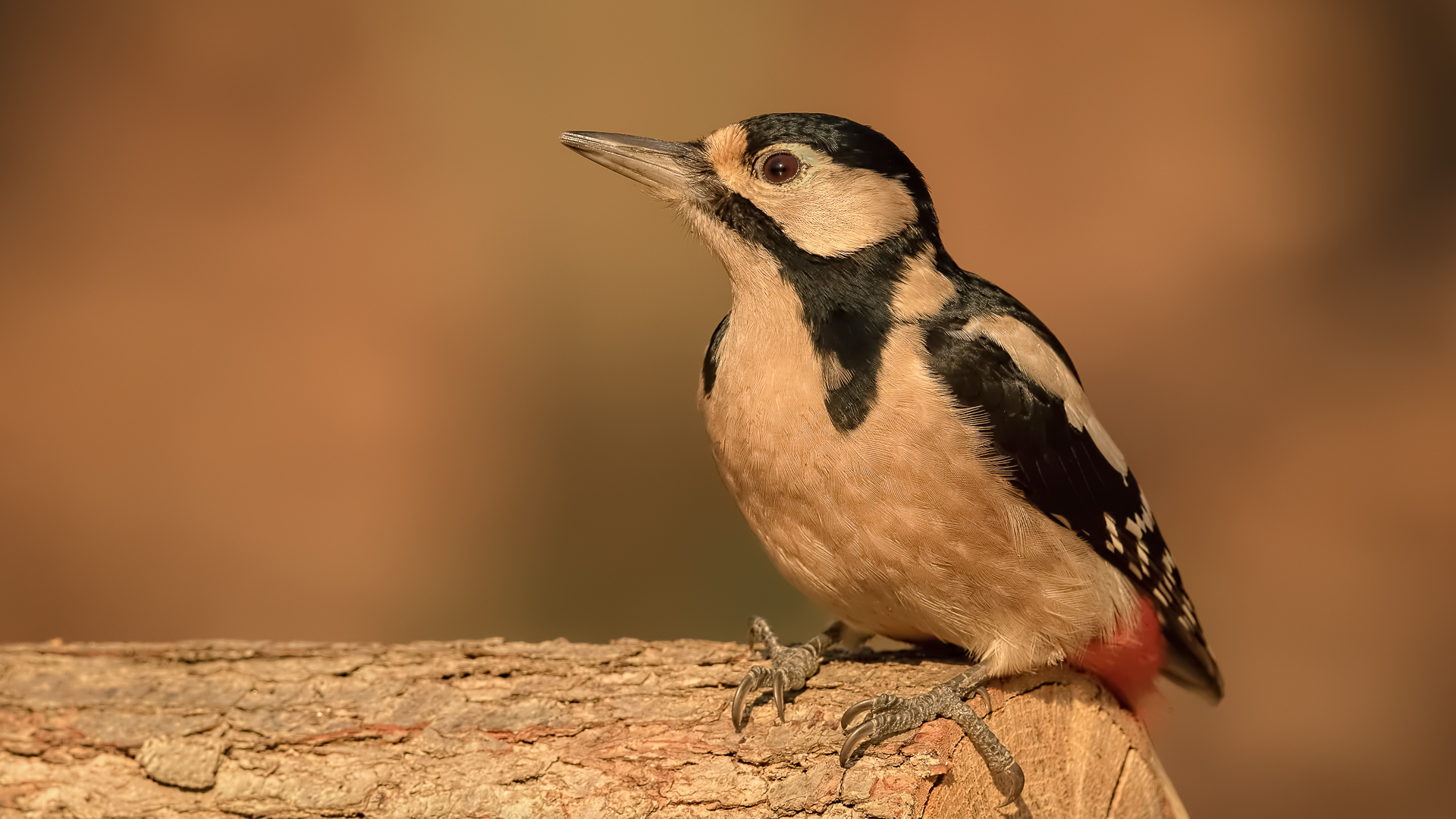 Orman alaca ağaçkakanı