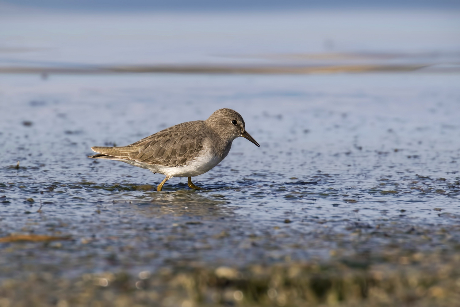 Sarıbacaklı kumkuşu