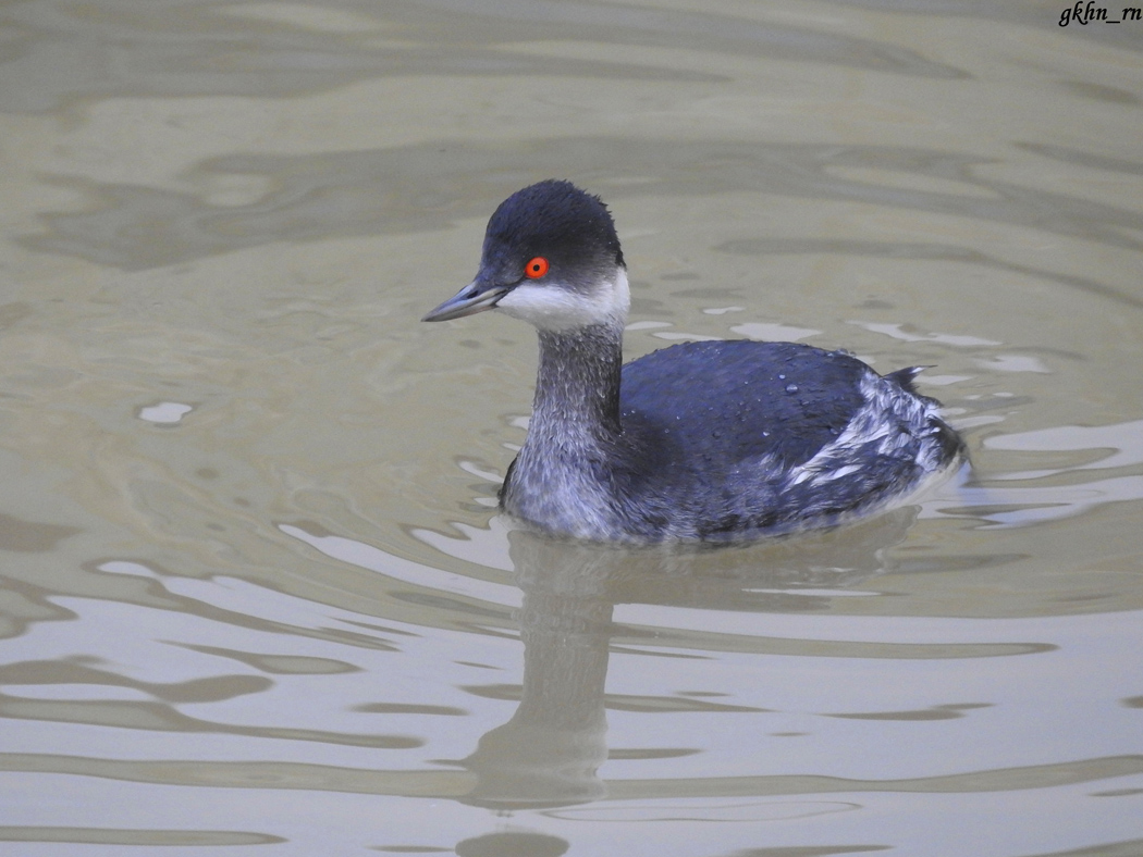 Karaboyunlu batağan