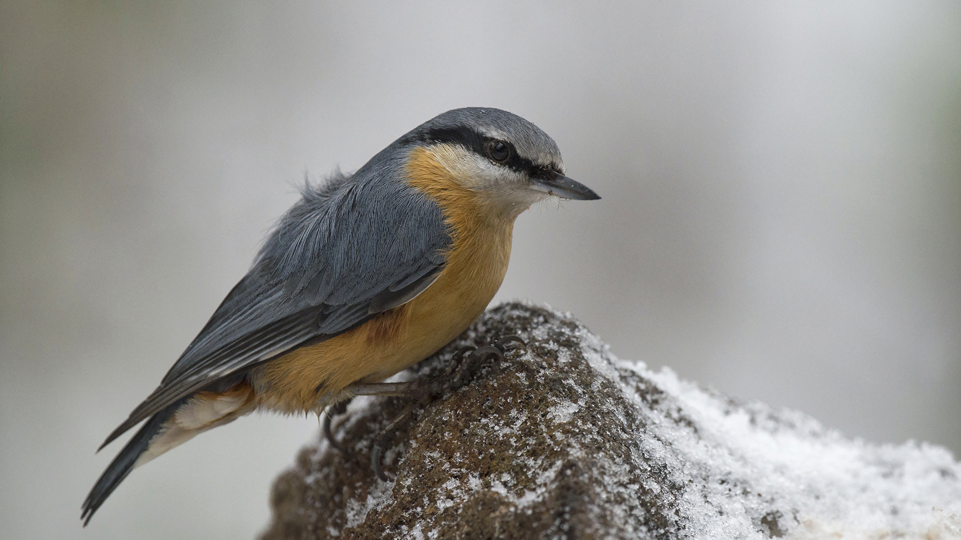 Sıvacı » Eurasian Nuthatch » Sitta europaea