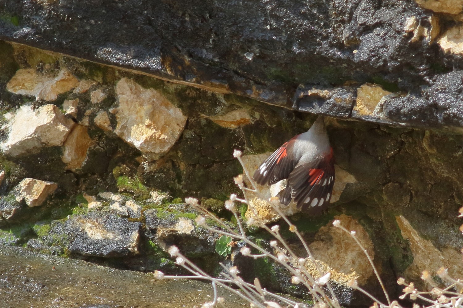 Duvar tırmaşıkkuşu