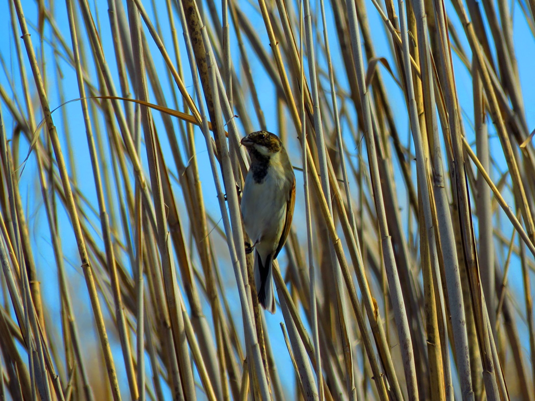 Bataklık Kirazkuşu