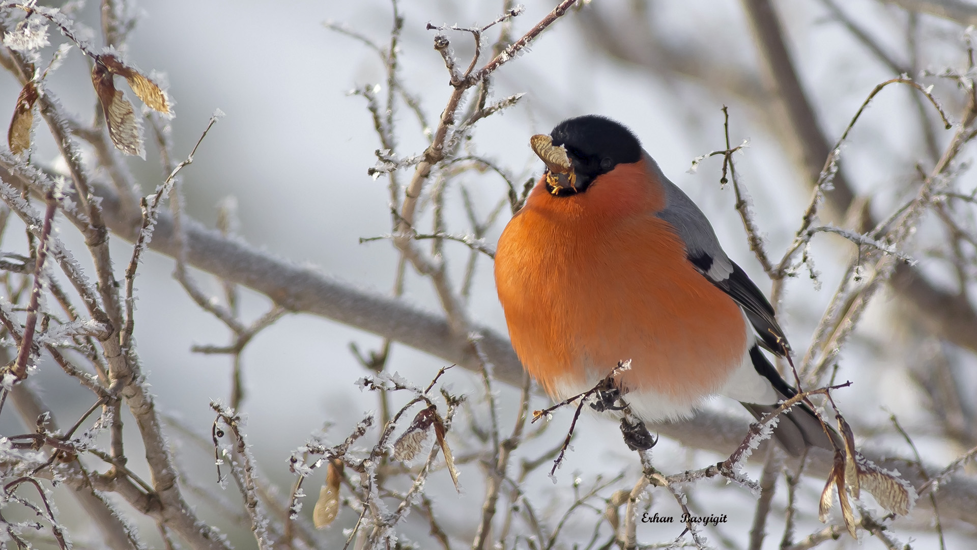 Şakrak » Eurasian Bullfinch » Pyrrhula pyrrhula