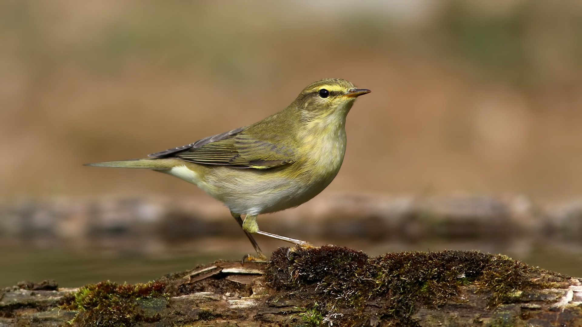 Söğütbülbülü » Willow Warbler » Phylloscopus trochilus