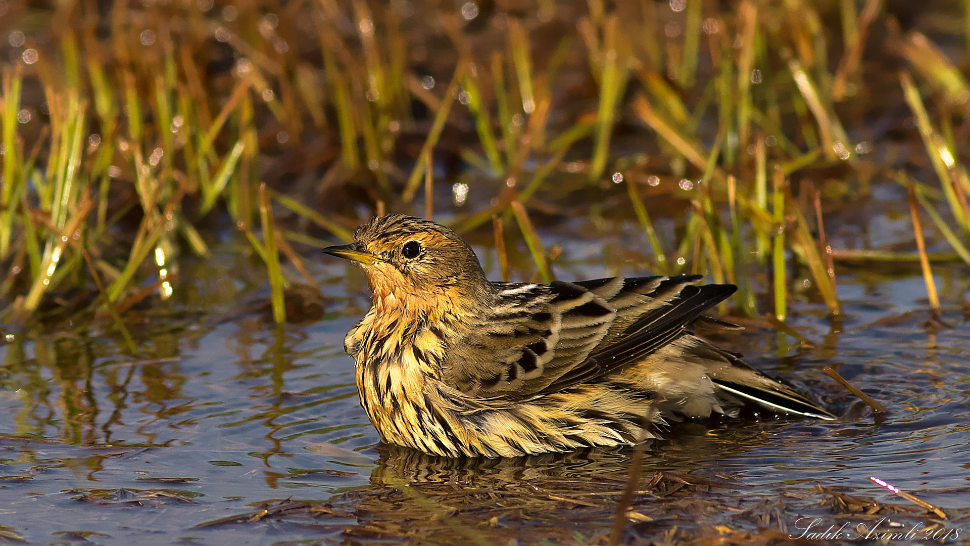 Kızılgerdanlı incirkuşu