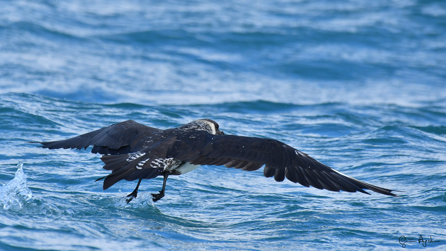 Kütkuyruklu korsanmartı