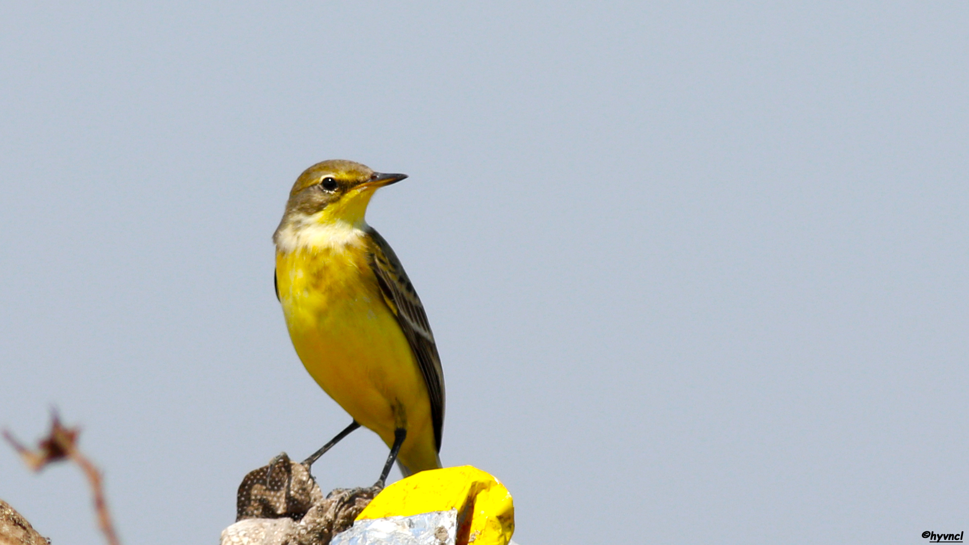 Sarı kuyruksallayan