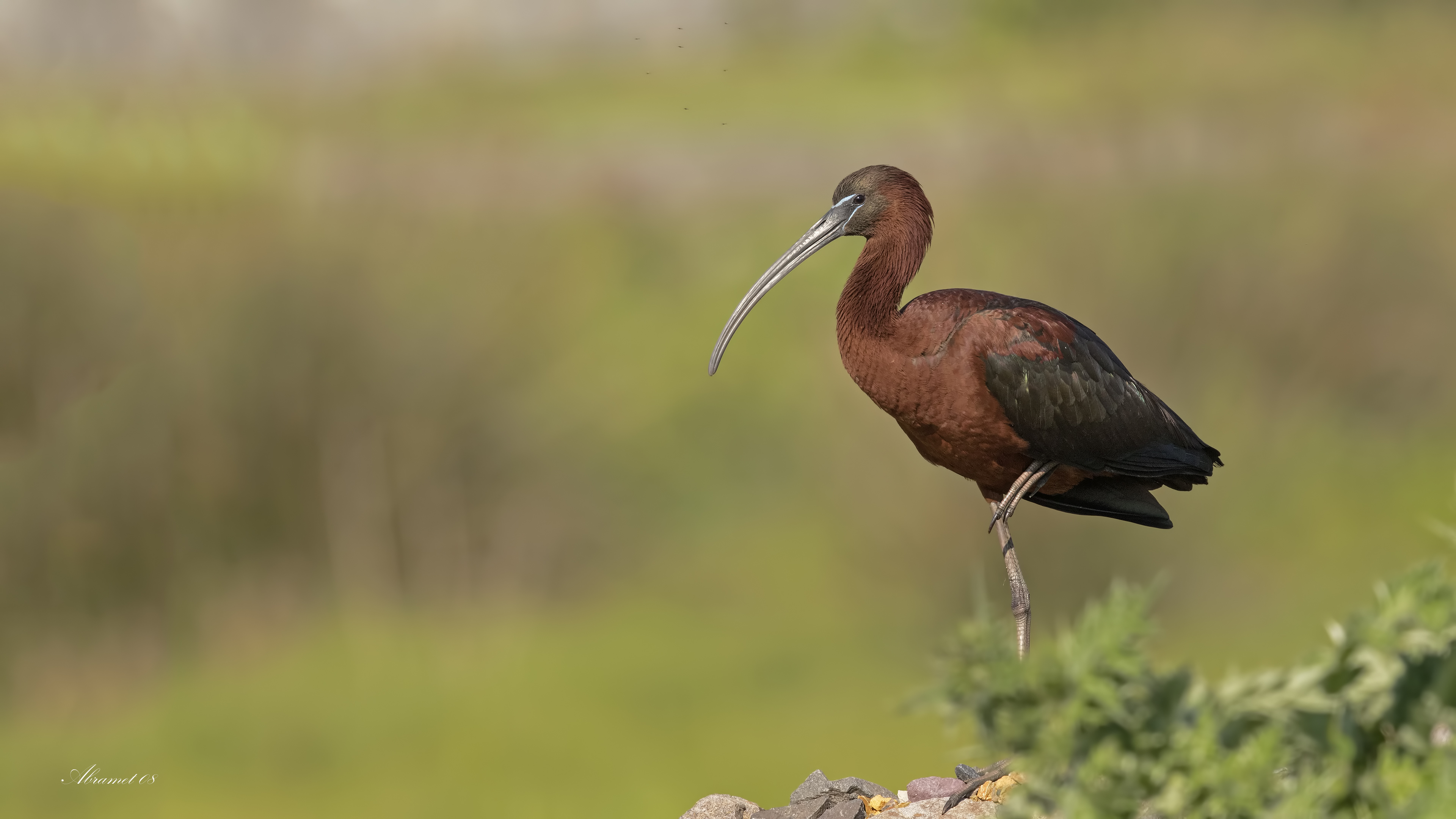 Çeltikçi » Glossy Ibis » Plegadis falcinellus