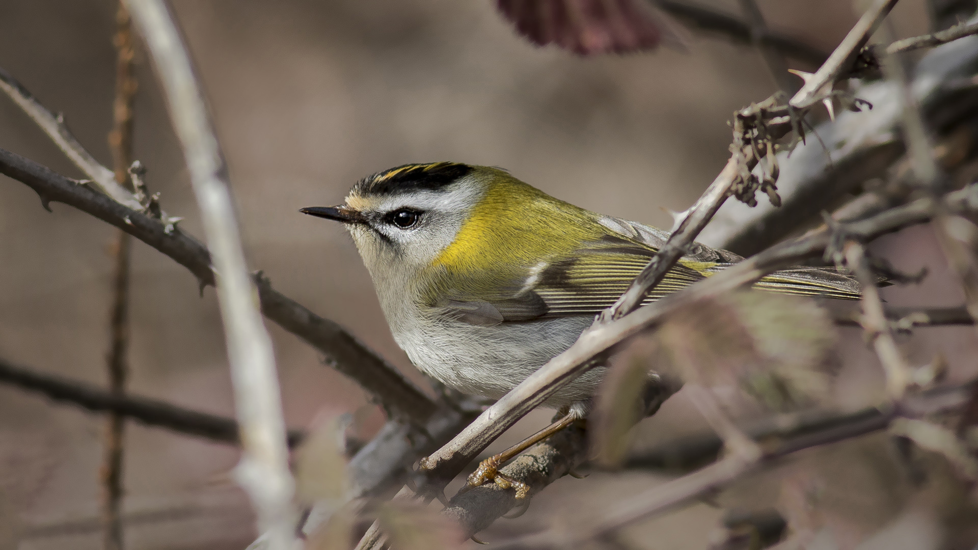 Sürmeli çalıkuşu