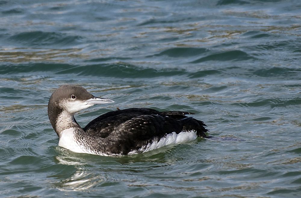 Karagerdanlı dalgıç