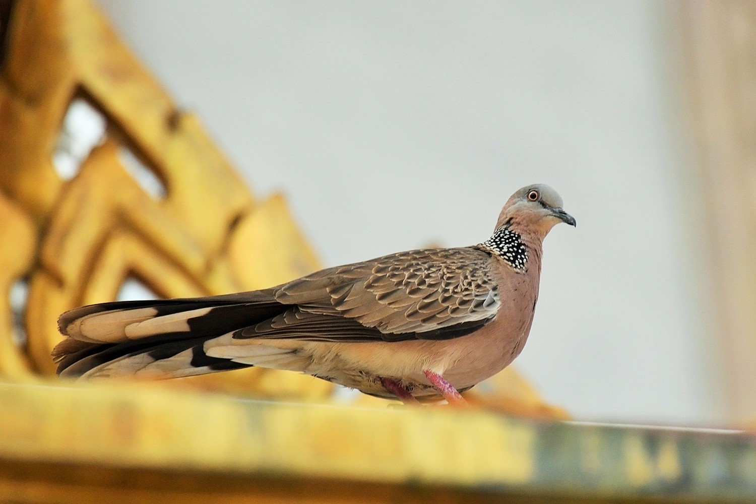 Büyük üveyik eskisi