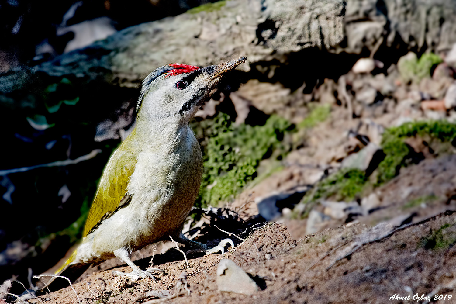 Küçük yeşil ağaçkakan