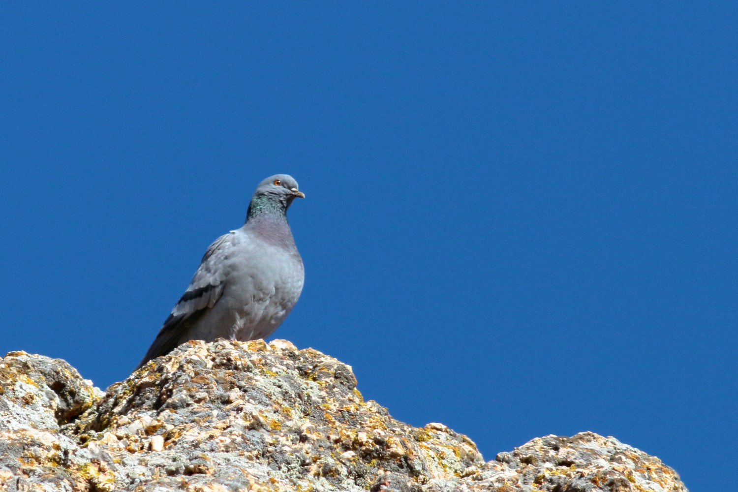 Kaya güvercini