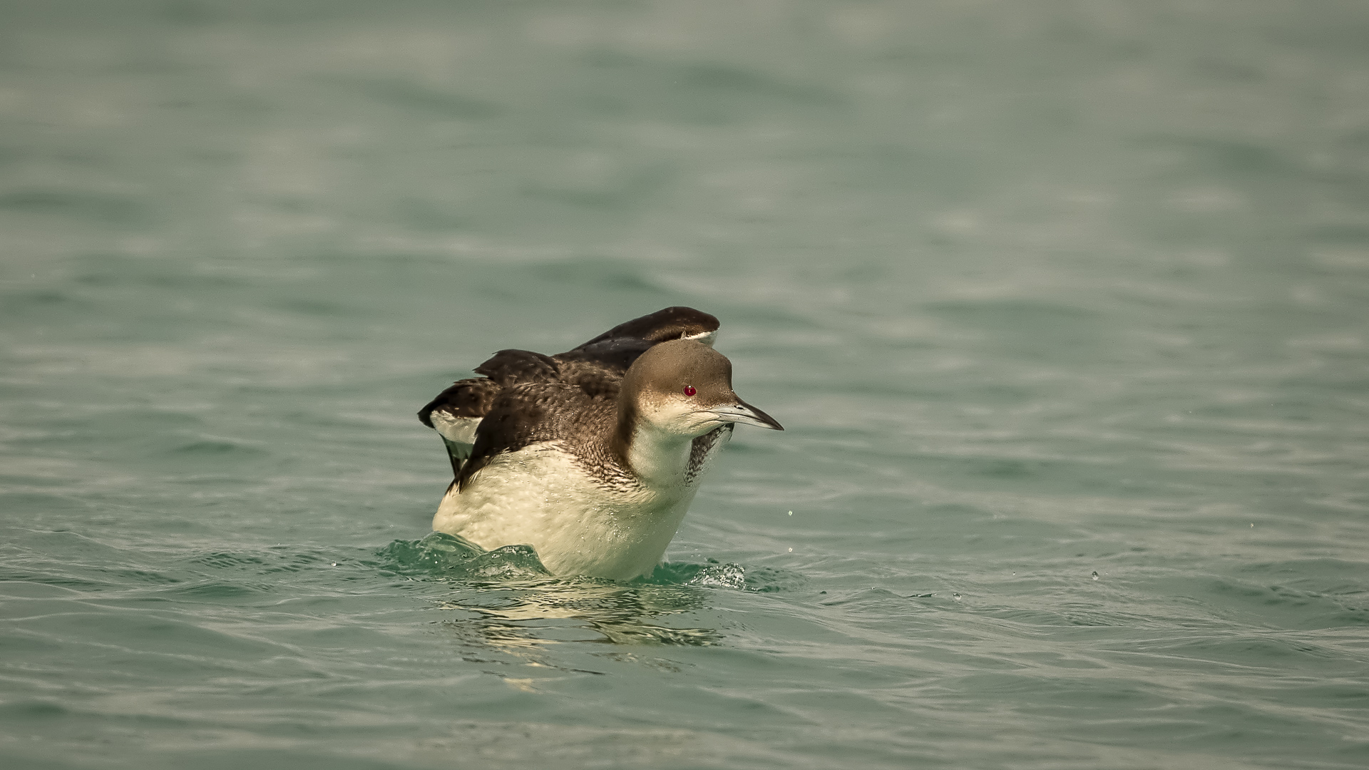 Karagerdanlı dalgıç