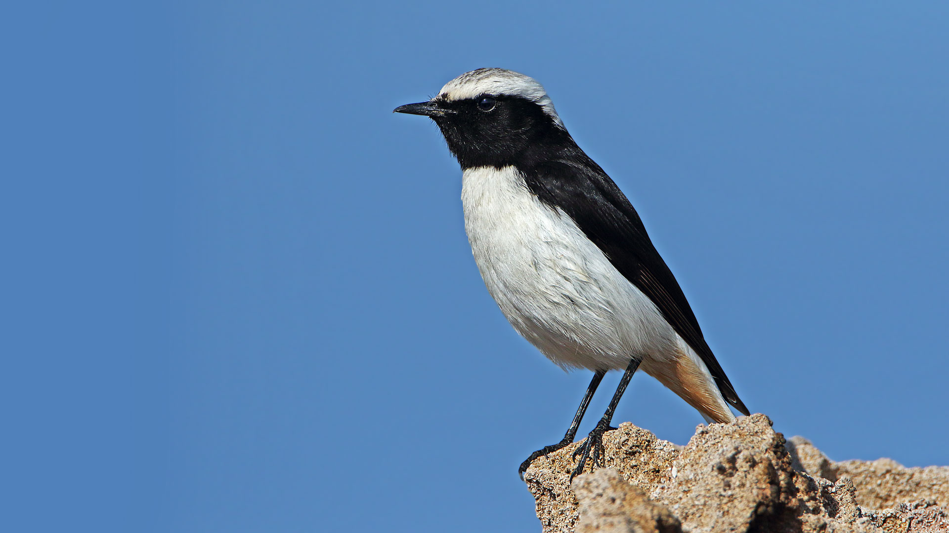 Karasırtlı kuyrukkakan