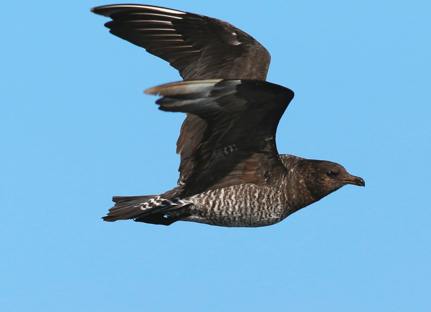 Kütkuyruklu korsanmartı