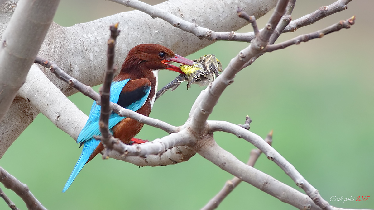 İzmir yalıçapkını