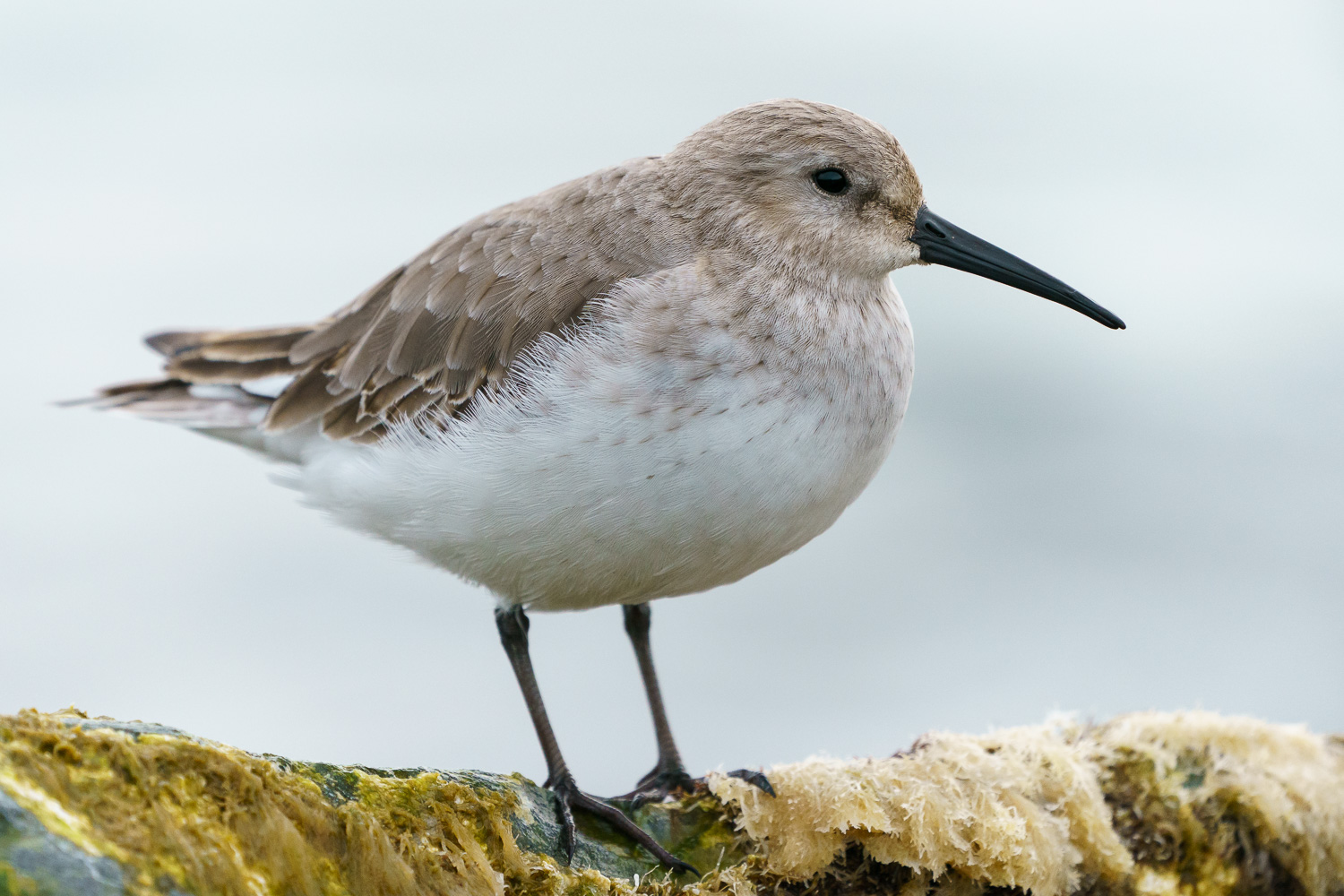 Karakarınlı kumkuşu