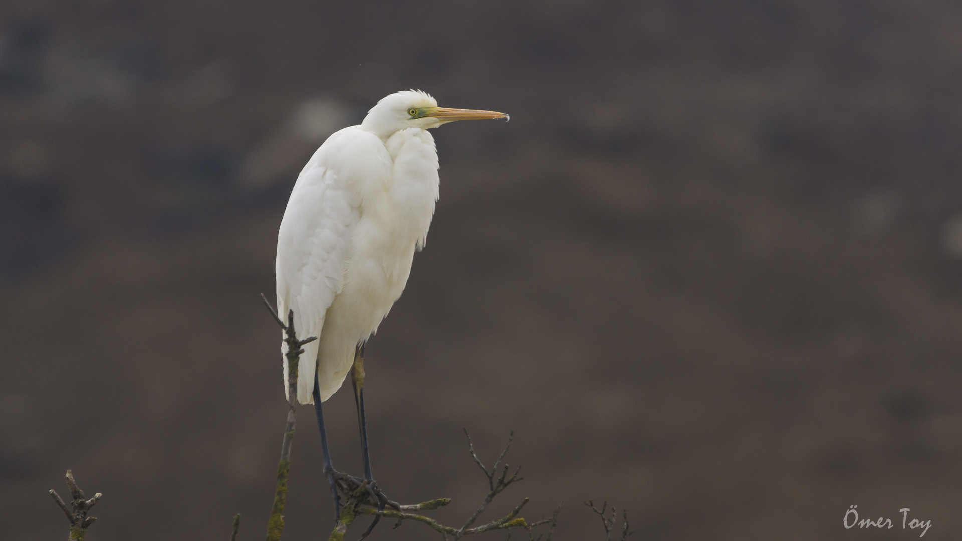 Büyük ak balıkçıl