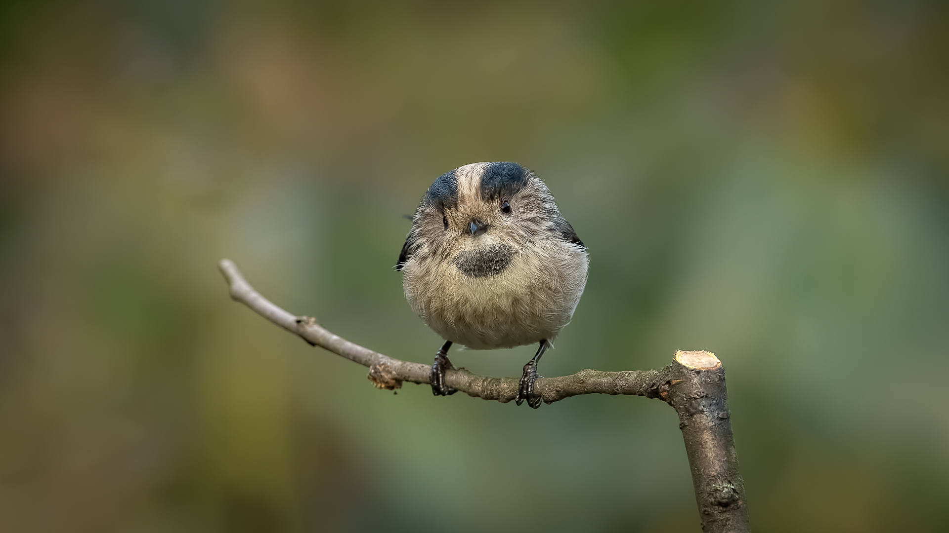 Uzunkuyruklu baştankara