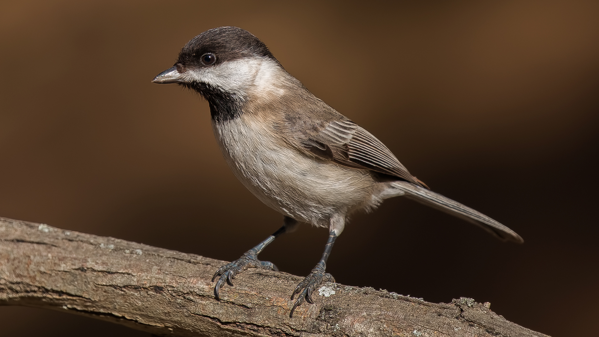 Akyanaklı baştankara