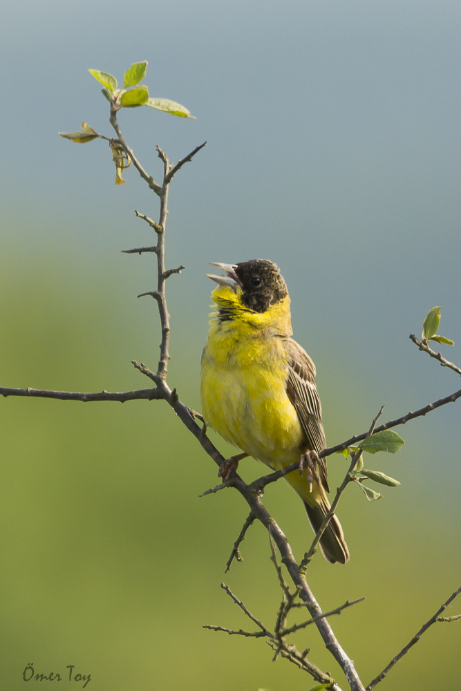 Karabaşlı kirazkuşu